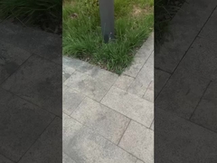 ✅ Teranglah taman! Teranglah rumput, Teranglah kehidupan.