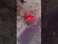 Wow! Lampu-lampu yang indah di taman hiburan!